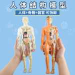 인체 구조 모델 장기 뼈 분해 조립 생의학 해부학 신체 내장 골격 어린이 장난감의 그림