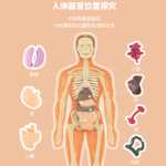 인체 구조 모델 장기 뼈 분해 조립 생의학 해부학 신체 내장 골격 어린이 장난감의 그림