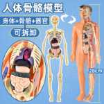 인체 구조 모델 장기 뼈 분해 조립 생의학 해부학 신체 내장 골격 어린이 장난감의 그림