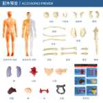 인체 구조 모델 장기 뼈 분해 조립 생의학 해부학 신체 내장 골격 어린이 장난감의 그림