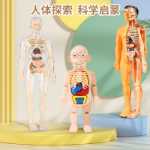 인체 모델 탈착식 조립 구조 뼈 장기 3D 골격 내부 장기 의학 해부학 유아 장난감의 그림