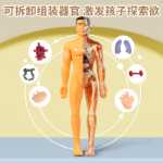 인체 모델 탈착식 조립 구조 뼈 장기 3D 골격 내부 장기 의학 해부학 유아 장난감의 그림