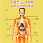 인체 모델 탈착식 조립 구조 뼈 장기 3D 골격 내부 장기 의학 해부학 유아 장난감의 그림