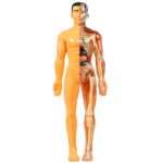 인체 모델 탈착식 조립 구조 뼈 장기 3D 골격 내부 장기 의학 해부학 유아 장난감의 그림