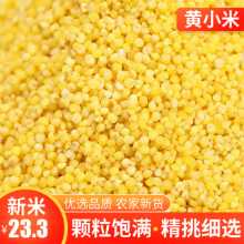 노란 기장 햅쌀 5 고양이 농가 농가 재배 식용 맛있는 쌀 지방 월별 곡물 및 곡물 식품 찹쌀 기장 죽의 그림