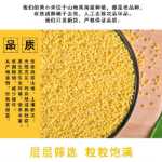 노란 기장 햅쌀 5 고양이 농가 농가 재배 식용 맛있는 쌀 지방 월별 곡물 및 곡물 식품 찹쌀 기장 죽의 그림