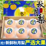 정통 산동 가을 달 배 10 고양이 신선한 과일 갓 딴 배 제철 전체 상자 라이양 얼음 설탕 배 꿀 배 包邮의 그림