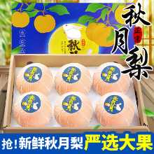 정통 산동 가을 달 배 10 고양이 신선한 과일 갓 딴 배 제철 전체 상자 라이양 얼음 설탕 배 꿀 배 包邮의 그림