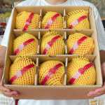 하일리 튀니지 석류 부드러운 씨앗 신선한 10 계절 과일 包邮 스팟 전체 상자 씨없는 큰 과일 사천 달콤한 진의 그림