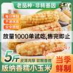 윈난 시솽 반나 찹쌀 옥수수 진공 신선한 달콤한 꽃 찹쌀 옥수수 속대를 먹을 준비가 된 굵은 음식 식사 대체 작은 패키지 곡물의 그림