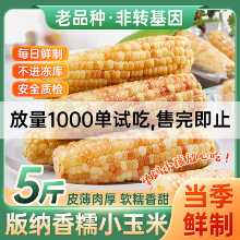 윈난 시솽 반나 찹쌀 옥수수 진공 신선한 달콤한 꽃 찹쌀 옥수수 속대를 먹을 준비가 된 굵은 음식 식사 대체 작은 패키지 곡물의 그림