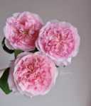 꽃 다발 직송의 그림