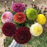 국화 모종 꽃의 그림