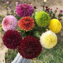 국화 모종 꽃의 그림