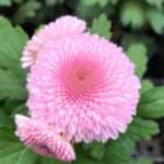 국화 모종 꽃의 그림