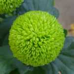 국화 모종 꽃의 그림