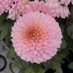 국화 모종 꽃의 그림