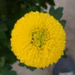 국화 모종 꽃의 그림