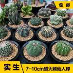 선인장 다육 식물과 화분의 그림