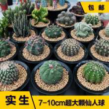 선인장 다육 식물과 화분의 그림