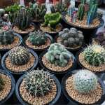 선인장 다육 식물과 화분의 그림