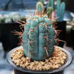 선인장 다육 식물과 화분의 그림