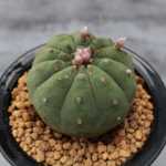 선인장 다육 식물과 화분의 그림