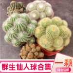 멀티 헤드 보라색 리리마루 선인장 조합 그룹의 그림