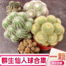 멀티 헤드 보라색 리리마루 선인장 조합 그룹의 그림