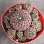 멀티 헤드 보라색 리리마루 선인장 조합 그룹의 그림