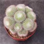 멀티 헤드 보라색 리리마루 선인장 조합 그룹의 그림