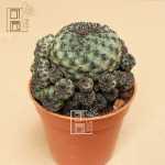 멀티 헤드 보라색 리리마루 선인장 조합 그룹의 그림