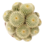 멀티 헤드 보라색 리리마루 선인장 조합 그룹의 그림