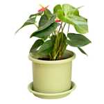 플라스틱 화분의 그림