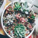 식물 원예 꽃 수박 포도 마킹의 그림