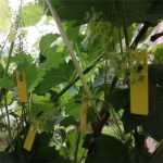 식물 원예 꽃 수박 포도 마킹의 그림