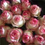 카푸치노 장미 윈난 쿤밍 발렌타인 데이 부케의 그림