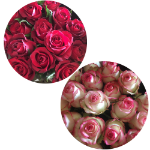 카푸치노 장미 윈난 쿤밍 발렌타인 데이 부케의 그림