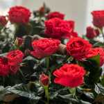 발렌타인 데이 꽃 패키지의 그림