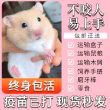 햄스터  예방 접종의 그림