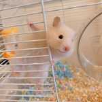 햄스터  예방 접종의 그림