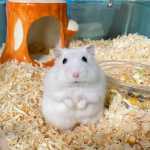 햄스터  예방 접종의 그림