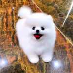 포메라니안 강아지 애완견 무료 입양의 그림