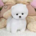 포메라니안 강아지 애완견 무료 입양의 그림