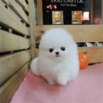 포메라니안 강아지 애완견 무료 입양의 그림