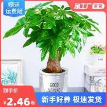 행운의 나무 화분에 심은 녹색 식물 큰 돈 나무 실내 포름 알데히드 흡수 녹색 루오 웬 주 수경 재배 풍부한 대나무 좋은 거실의 그림