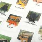 몬테소리 동물 카드 모형 장난감 학습 유아 학습 장난감 몬테소리 동물 경기의 그림