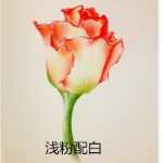 가격 차이 내부 공급 상품 VIP 상품 빅셀러 내부 공급 전문 크로스보더 공급의 그림