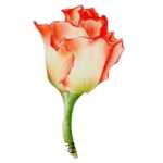 가격 차이 내부 공급 상품 VIP 상품 빅셀러 내부 공급 전문 크로스보더 공급의 그림