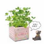 크리에이티브 사무실 화분 긴 잔디 머리 인형 멋진 표현 DIY 유리 병 음이온 미니 심기 선물의 그림